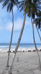 Animation team explores Playa El Agua resort on a June evening