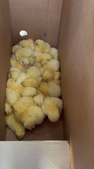 Box of chicks and selfies from an afternoon in Cuautla