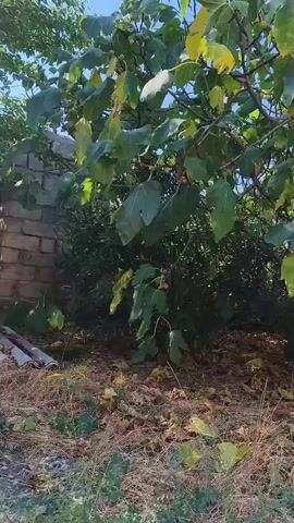 The video shows a tree with large green and yellowing leaves. The ground around the tree is covered with dry leaves and twigs. The sky is visible through the branches of the tree, and it appears to be a clear, sunny day. The camera pans slightly to the left and right, giving a full view of the tree and its surroundings. There are no people or animals visible in the video. The overall scene suggests a natural outdoor environment, possibly a garden or a park.
