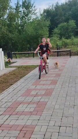 A young girl with long dark hair rides a pink bicycle on a paved walkway. She is wearing a black and orange t-shirt and brown shorts. A small, fluffy tan dog, possibly a Pomeranian, runs alongside the bicycle on the right side of the path. The walkway is made of interlocking rectangular pavers in a pattern of red and white. In the background, there are trees, a black metal fence, a black trash can, and a park bench under a curved shelter. The overall environment appears to be an outdoor park or recreational area. The dog is a light tan color, has a fluffy tail, and appears to be running with its mouth open, possibly panting. The bicycle has a white saddle and a checkered pattern on a carrier attached to the back. The girl is pedaling the bicycle, and the dog is keeping pace with her. The scene suggests a playful interaction between the girl and her dog.