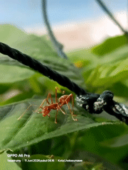 Night nature watching captures insects in Lhokseumawe