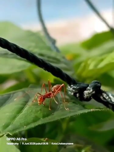 Night nature watching captures insects in Lhokseumawe