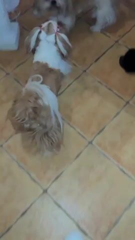 A brown and white Shih Tzu dog is playing with a toy in the middle of a tiled floor. Another Shih Tzu, mostly white with brown markings, is lying down nearby. There is also a black shoe on the floor. A hand reaches into the frame and pets the brown and white dog.