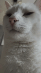 White cat photographed resting indoors in Sevastopol