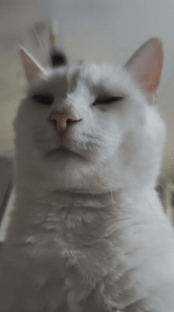 White cat photographed resting indoors in Sevastopol