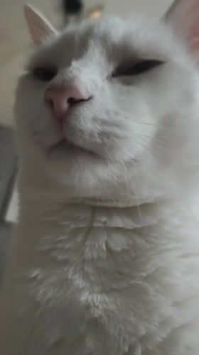White cat photographed resting indoors in Sevastopol