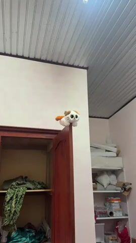 A stuffed cat is positioned on top of a wooden door. The cat is white with orange and brown markings. Its eyes are large and round, and it appears to be looking forward. The door is open, revealing shelves inside a cabinet filled with clothing and other items. The background shows a wall and a ceiling.