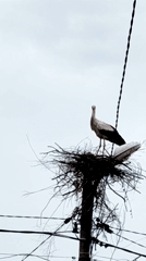 Stork spotted nesting on utility pole amid power lines