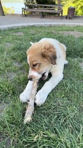 A light brown and white puppy lies on a grassy area, chewing on a thick stick. The puppy is positioned centrally in the frame, with its front legs crossed over the stick. The background shows a paved path, a wooden bench, and trees. A body of water is visible in the distance. The lighting suggests it is daytime.