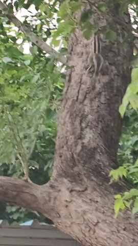 The video captures a close-up view of a tree branch with a squirrel scurrying across it. The squirrel, with its distinctive striped fur, is the primary subject, seen in motion on the rough bark. The background is filled with lush green foliage, suggesting a natural, outdoor setting, likely in a park or forest. The lighting appears to be natural, indicating daytime, possibly morning or afternoon, with no strong shadows suggesting harsh midday sun. The overall mood is one of quiet observation of nature, with the focus on the animal's agile movement. There is no visible text in the video. The location context is identified as Jalgaon, India.