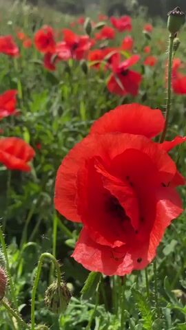 A close-up shot of red poppies in a field is shown. In the foreground, a large red poppy is in focus, with its petals slightly curled and its dark center visible. To the right of this poppy, a thin green stem with a developing seed pod is also in focus. In the background, a field of red poppies stretches out, with some in focus and others blurred. The field is filled with green grass and leaves. Trees and a slightly overcast sky are visible in the distance. The scene is brightly lit, suggesting it is daytime.