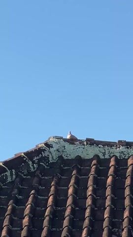 A bird sits on the peak of a roof covered in terracotta tiles. The tiles are partly covered in a light green growth. The sky is clear blue.