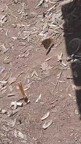 The video shows two butterflies on the ground. One butterfly is orange and black, and the other is brown and black. The ground is covered in dirt, leaves, and what appears to be sunflower seed shells. The lighting suggests it is daytime and sunny, with shadows indicating the presence of objects or structures outside the frame. One butterfly is closer to the camera and appears to be feeding or resting, with its wings spread open. The other butterfly is further away and its wings are partially closed. The scene is static, with no discernible movement of people or significant environmental changes within the short duration of the clip.