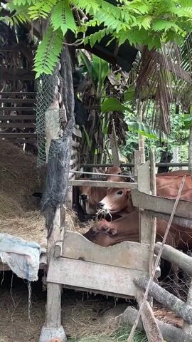 A group of brown cows are inside a wooden pen. The pen is located outdoors, under a thatched roof structure covered in green leaves. To the left of the pen, there is a large pile of hay. A black chicken is visible near the hay. The cows are eating from a wooden trough in front of them. The overall scene appears to be a farm or rural setting.