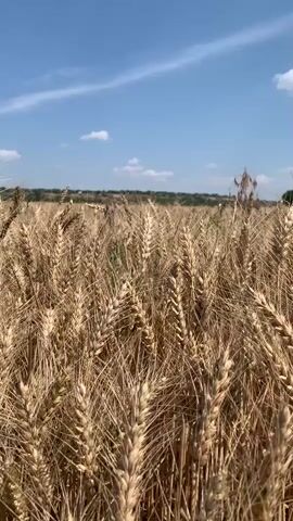 This is a vertical video of a ripe wheat field under a bright, blue sky with scattered white clouds. The wheat stalks are golden brown and stand tall, swaying gently in the breeze. In the distance, a line of green trees marks the horizon, and there are subtle hints of distant buildings or structures. The sun is high, suggesting it is midday or late afternoon. The overall impression is one of abundance and a peaceful rural landscape. There is no visible text.
