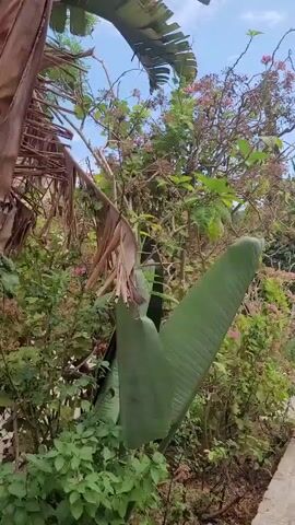 A pathway made of brick is visible in a garden. The pathway is lined with various plants and trees, including a bird of paradise plant on the left and tall cypress trees on the right. A white building with windows is seen in the background. The sky is blue with some clouds. The video appears to be a walk-through of the garden.