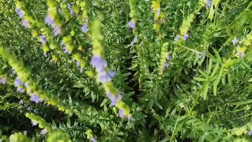 The video shows a close-up view of a flowering plant with small purple flowers and green leaves. A white butterfly is visible in the center of the frame, fluttering its wings and moving from one flower to another. The butterfly is the primary subject of the video, with the plant serving as its environment. The lighting suggests it is daytime, likely outdoors, with natural sunlight illuminating the scene. The camera is held steady, focusing on the butterfly and the immediate floral surroundings.