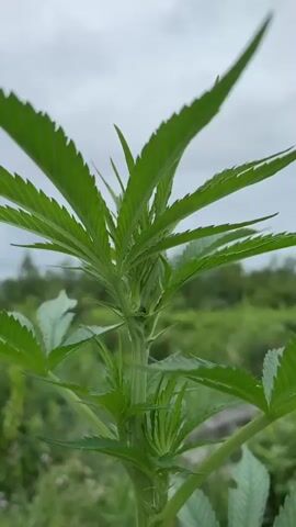 This is a close-up video of a cannabis plant growing outdoors. The plant is green and leafy, with a thick stem and branches. The leaves are serrated and palmately compound. The background is a blur of green foliage and a cloudy sky. The camera is focused on the plant, and the video appears to be a time-lapse or slow zoom, showing the plant from different angles and levels of detail. There are no people or other objects visible in the video.