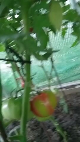 This video shows a greenhouse with tomato plants. The plants are tall and have green leaves and red and green tomatoes growing on them. The tomatoes appear to be ripe or nearly ripe. The ground is covered in soil, and there are stakes supporting the tomato plants. The video pans across the greenhouse, showing rows of tomato plants.
