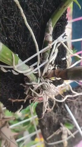 Here is a concise description of the video:

The video shows a close-up of an orchid mounted on a dark, fibrous material. The orchid has several green leaves and numerous white roots. The plant is secured to a white wire trellis with other similar potted plants visible in the background. A hand briefly appears to touch one of the green leaves.  A pink and purple wall can be seen behind the trellis. The overall setting appears to be an outdoor garden or patio.