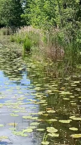 The video shows a body of water covered in lily pads. The water is surrounded by trees and tall grass. The sky is reflected in the water, with clouds visible. The camera pans slowly across the scene.