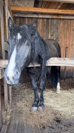 Evening horse feeding and rural scenes documented in Ptichnik