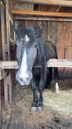 Evening horse feeding and rural scenes documented in Ptichnik
