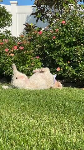 A fluffy cream-colored dog rolls playfully on its back in the grass in front of a flowering rose bush. The dog's legs are in the air and it appears to be enjoying the sunshine and the soft grass. Behind the rose bush, a white fence is visible. The sun is casting shadows, indicating it is likely daytime.