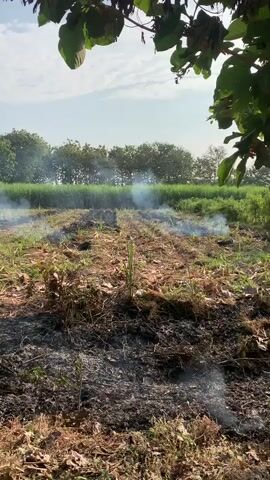 The video shows a field after a fire. There are remnants of burnt vegetation on the ground, with some areas still smoldering and emitting smoke. In the background, there is a green field and trees. The sky is clear and blue. A tree with green leaves is visible in the foreground, casting a shadow over the scene. The camera pans slightly across the field, showing the extent of the damage and the ongoing smoke. There are no people or animals visible in the frame.