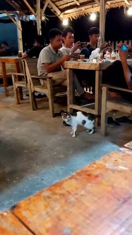 The video shows the outdoor seating area of a restaurant at night. Several young men are sitting at wooden tables, most of them looking at their phones. In the foreground, a small white and brown cat walks past the tables. A glass of a light-colored beverage sits on the edge of the table closest to the camera. The building appears to have a simple roof supported by wooden posts.