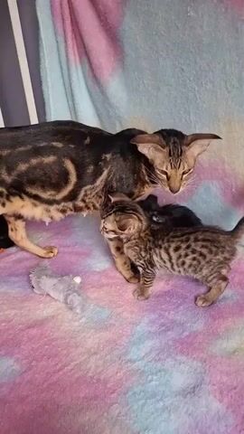 A cat mother and her kittens are on a multi-colored blanket. The mother cat is a brown and black tabby with large pointed ears. She is standing and leaning down towards her kittens. One kitten, a small brown and black tabby, is standing and looking up at the mother. Another kitten, black, is beneath the mother cat. A gray toy mouse is on the blanket to the left of the mother cat. The background is a striped wall or curtain.