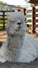 Farm animals documented at Moscow facility