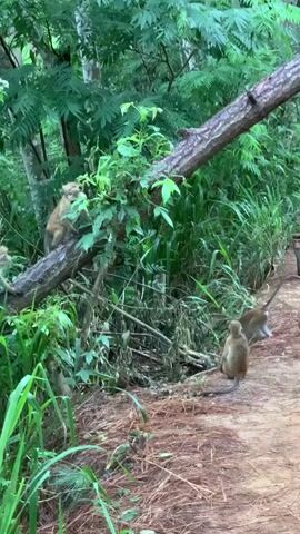 This media file captures a lively scene in a lush, green forest, likely in Ella, Sri Lanka. The primary subjects are several toque macaque monkeys, identifiable by their distinctive head crests.

In the foreground, a dirt path is visible, covered with fallen pine needles, suggesting a natural, wooded environment. Tall, vibrant green grasses and various leafy plants dominate the landscape, creating a dense, naturalistic setting. A large, fallen tree trunk acts as a prominent horizontal element, stretching across the frame and serving as a natural perch for the monkeys.

The activity captured is a dynamic interaction among the monkeys. At the beginning of the clip, one monkey is perched on the fallen tree, looking to the left. Another monkey is seen on the ground to the right, facing away from the camera, its tail curled. The scene then transitions to more energetic movement. A monkey leaps from a higher branch onto the fallen log, joining another monkey that was already there. Later, a monkey is seen moving through the dense foliage on the left side of the frame, disappearing into the greenery. The overall impression is one of natural monkey behavior in their habitat.

The lighting suggests it is daytime, possibly overcast or in the shade of the forest canopy, as there are no harsh shadows. The environment appears humid and verdant, characteristic of a tropical or subtropical forest. The monkeys' actions suggest alertness and agility as they navigate their environment. There is no visible text in the media file.