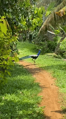 Peacock spotted walking dirt path in Sri Lankan junction