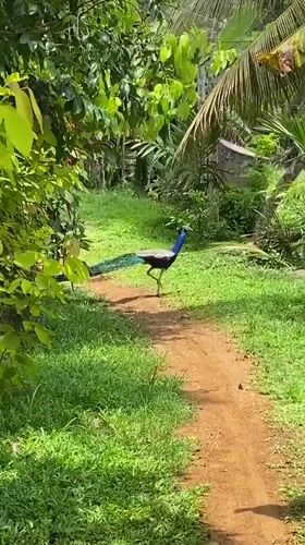 Peacock spotted walking dirt path in Sri Lankan junction