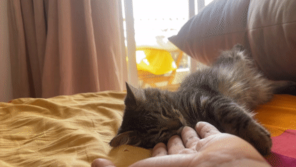 Tabby kitten plays with owner on bed in Marrakesh