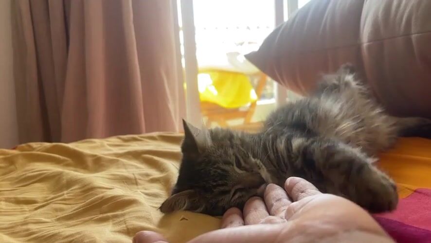 Tabby kitten plays with owner on bed in Marrakesh