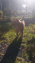 Lazy morning in a Koh Samui garden with a ginger cat