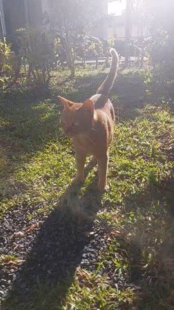 Lazy morning in a Koh Samui garden with a ginger cat