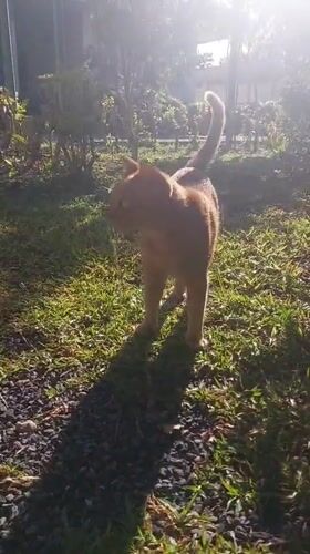 Lazy morning in a Koh Samui garden with a ginger cat