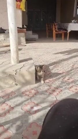 A brief video shows a cat sitting under a concrete pillar on a tiled patio. The cat is mostly grey and white, with some brown markings. It is sitting in the shade cast by the pillar. The patio is decorated with a pattern of grey and red floral shapes. In the background, there is a building with a dark double door, a wooden chair, and a table. A person can be seen sitting at the table. The video is taken from a low angle, with the lower portion of the videographer’s leg visible in the foreground. The cat mews at the start of the clip.