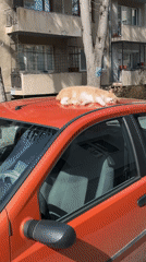 Cat naps on car roof in Bulgarian street