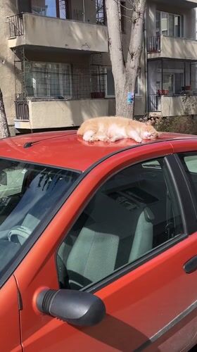 Cat naps on car roof in Bulgarian street