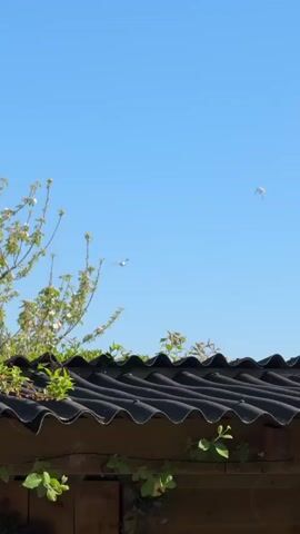 The video captures an outdoor scene on a clear, sunny day with a bright, cloudless blue sky. In the foreground, the top of a black corrugated roof is visible, along with green foliage from a tree or bush, some branches bearing white and pink blossoms, extending into the left side of the frame.

Throughout the video, several white birds, resembling doves or pigeons, are seen flying across the blue sky. At the 0:00 mark, two birds are visible flying from the right towards the left in the upper half of the frame. As the video progresses, more birds appear, moving in various directions across the sky, sometimes individually and sometimes in small groups. The camera remains relatively steady, showcasing the birds as they soar and pass through the frame against the expansive blue backdrop. No people or visible text are present in the video.