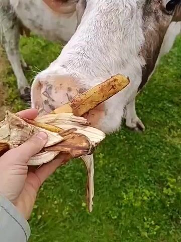 A person's hand is shown feeding a banana to a cow in an outdoor setting. The cow, primarily white with distinctive brown patches around its eyes and ears, has a shaggy coat and small horns. Its snout appears speckled with dirt as it consumes the banana. After eating, the cow lifts its head, revealing its brown eyes. The scene then expands, showing the cow standing on green grass. A paved path and a green metal structure, possibly a shed or fence, are visible in the background. The cow calmly turns and walks away across the grassy area. The video appears to be filmed during the daytime in a rural or semi-rural environment, consistent with Gulrypsh, Abkhazia. No visible text is present.