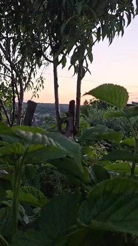 The video shows a low-angle, close-up view of lush green foliage in the foreground, obscuring the background. The leaves are broad and appear to be from a plant like raspberry or blackberry. Behind the foliage, two thin tree trunks rise vertically, with pruned branches. Beyond the trees, a hazy landscape is visible, suggesting a rural or suburban setting with some distant structures and hills. The sky in the upper right corner shows a soft gradient of colors, transitioning from a pale pinkish-orange near the horizon to a light blue at the top, indicative of either dawn or dusk. The lighting is dim, casting the foreground leaves in shadow and the background in a muted light. There are no people or discernible actions taking place. The overall scene is natural and serene, focusing on the texture and forms of the plants and the soft light of the sky.