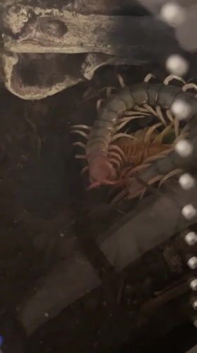 Cape Coral resident films centipedes, scorpion collection early morning