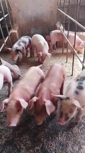 Up close with piglets and pigs at a small farm