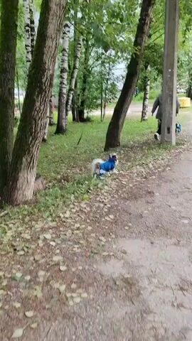 A person walks their small dog on a leash through a park. The dog is wearing a blue jacket. Another person and their dog are walking further down the path. The park has birch trees and is covered in fallen leaves. The weather appears overcast. The scene is set in a park in Syktyvkar, Russia.