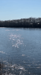 Spring awakening captured in Chaikovsky: budding trees, shimmering waters